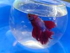 Halfmoon betta imported