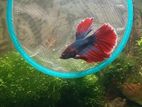 Halfmoon Butterfly Male And Dumbo Ear Plakat Female Betta