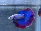 halfmoon/fullmoon betta fish