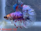 Halfmoon / Rosetail male bettas