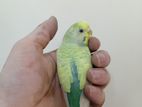 Halftame Female Budgerigar