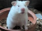 Hamster Albino White Male Female