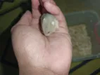 Hamster Available With A Special Offer