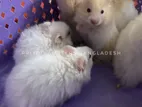 Hamster Baby