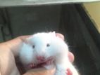Hamster baby