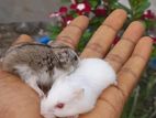 Hamster breeding pair