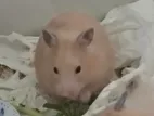 Hamster