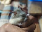 Hamster mouse