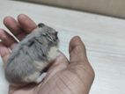 Hamster