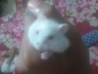 Guinea pig for sell