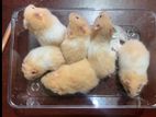 Hamster