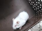Hamster Sell