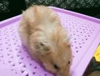 Hamster