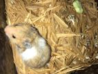 Hamster