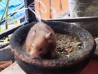 Hamster sale
