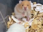 Hamster