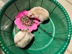 Hamster For Sale