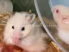 Hamster