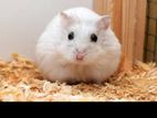 Hamster