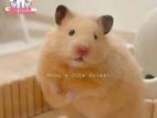 Hamster
