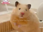 Hamster