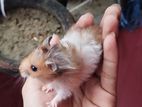 Hamster For Sell