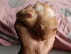 Hamster For Sell