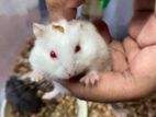 hamster for sell