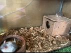 Hamster for sell