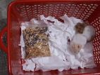 Hamster Golden and white color 1 pair