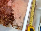 Hamster Male (new Adult)