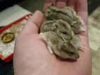 hamster one pair (2 pis) tame size
