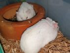 Hamster pair