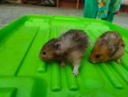 Hamster pair for sale
