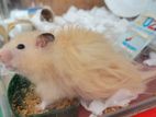 Hamster sale