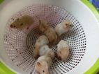Hamster Siriyan for sell