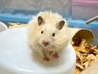 Hamster Syrian Cream Color