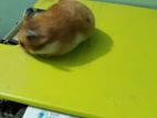 Hamster Syrian Male For sale