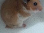 Hamster Syrian Male For Sale