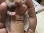 Hamster (Tam Size)