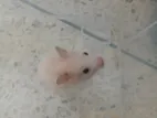 Hamsters