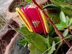 Hand Craft Jewellery