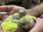 Hand feed tame size budgies baby