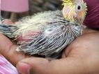 Hand Tame Cockatiel Baby