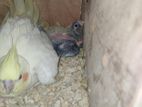 Handfeed cockatiel baby