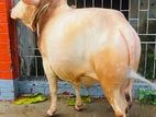Hasha Shar Healthy Bull