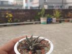 Haworthia Plant