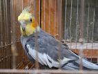Healthy Adult Male Cockatiel For Sale