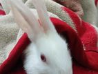 Healthy Baby And Adult Rabbit ...........!!
