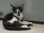 Healthy Baby Cat Adoption For Free